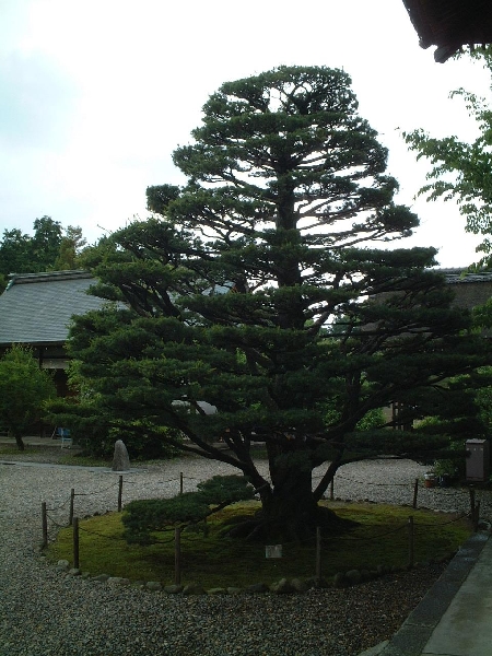 umenomiya_shrine_0064.jpg