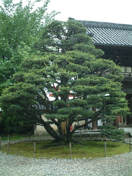 umenomiya_shrine_0079.jpg